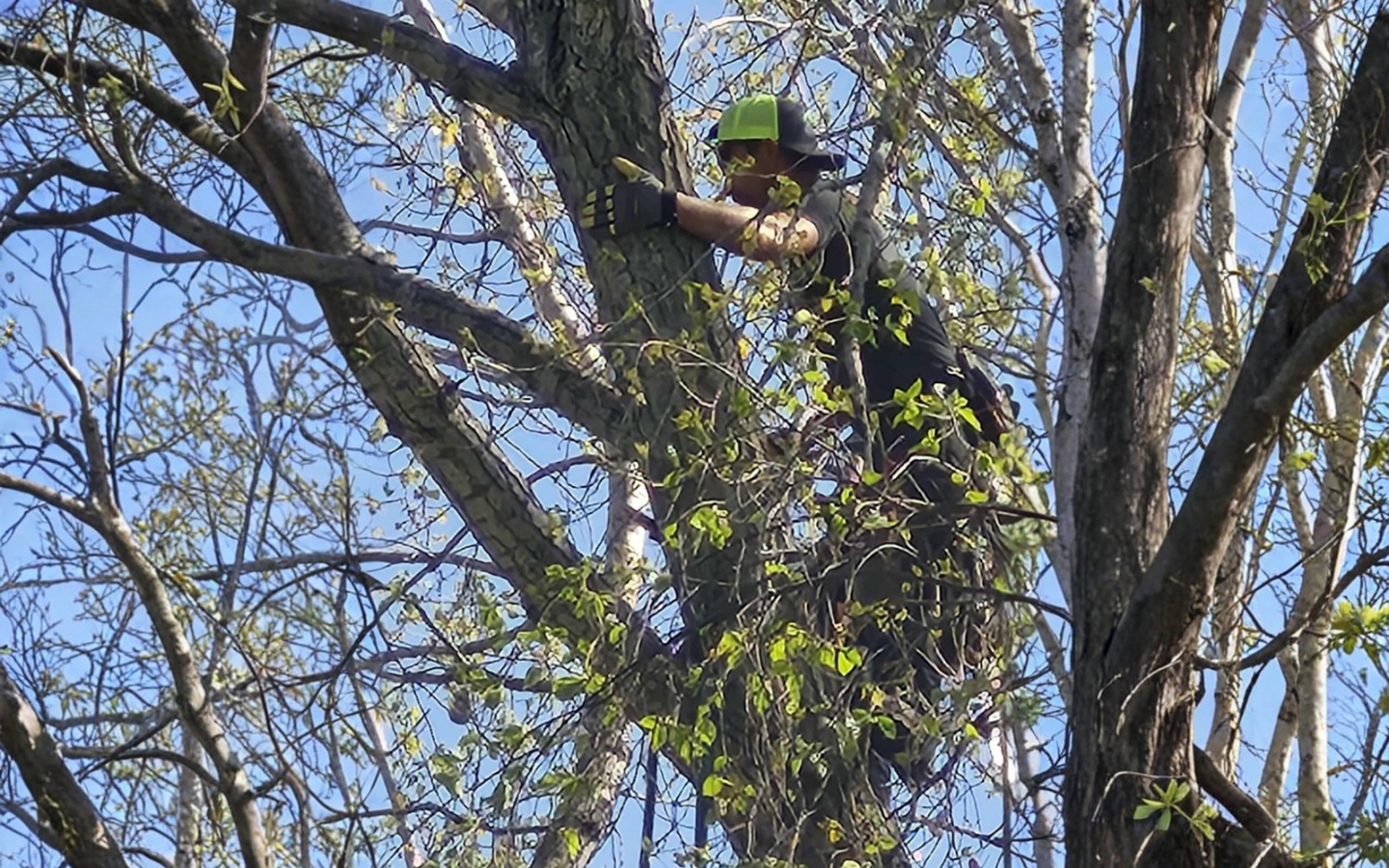 Tree cabling and bracing service
